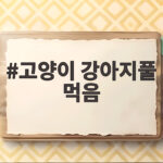 고양이 강아지풀 먹음 안전할까 고양이 강아지풀 먹음