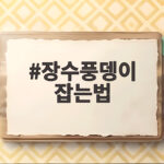 장수풍뎅이 잡는법 시기와 채집 장소 장수풍뎅이 잡는법