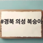 경북 의성 복숭아