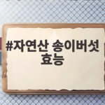 자연산 송이버섯 효능 가격 시기 총정리 자연산 송이버섯 효능