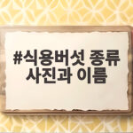식용버섯 종류 사진과 이름