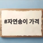 자연송이 가격 2026년 첫 공판부터 등급별 시세와 구매 팁까지 자연송이 가격