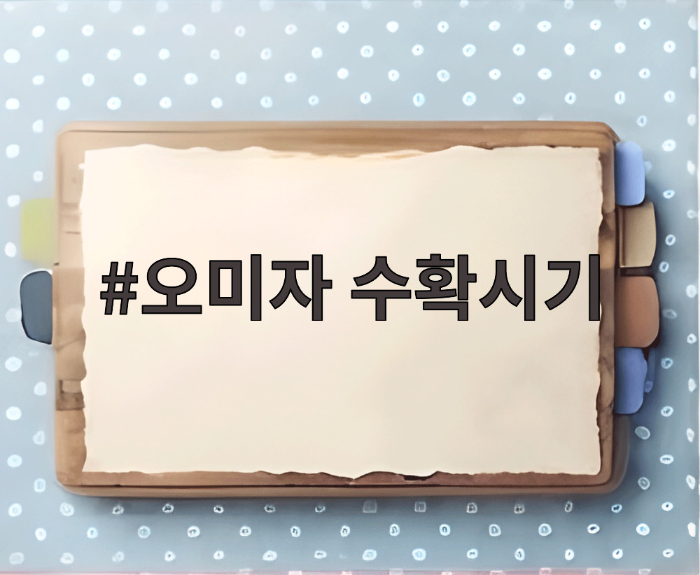 오미자 수확시기
