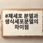 체세포 분열과 생식세포분열의 차이점