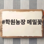 학원농장 메밀꽃 드라마 도깨비 촬영지 가을 축제 방문 전 확인 학원농장 메밀꽃