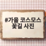 가을 코스모스 꽃길 사진