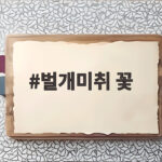 벌개미취 꽃 헷갈리는 쑥부쟁이와 다르게 구분하는 법과 아름다운 꽃말 벌개미취 꽃