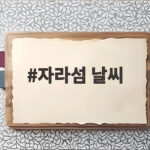 자라섬 날씨 완벽 대비하고 가을꽃 페스타 즐기는 방법 자라섬 날씨