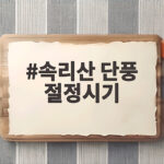 속리산 단풍 절정시기
