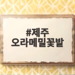 제주 오라메밀꽃밭 9월 말 방문 후기와 공연 일정 총정리 제주 오라메밀꽃밭