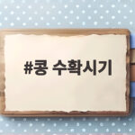 콩 수확시기 꼬투리 상태만 봐도 바로 알 수 있습니다 콩 수확시기
