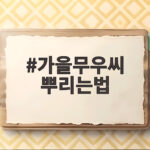 가을무우씨 뿌리는법 파종 시기와 직파 요령 서리 오기 전에 수확하기 가을무우씨 뿌리는법