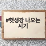 햇생강 나오는 시기