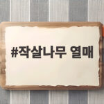 작살나무 열매