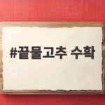 끝물고추 수확