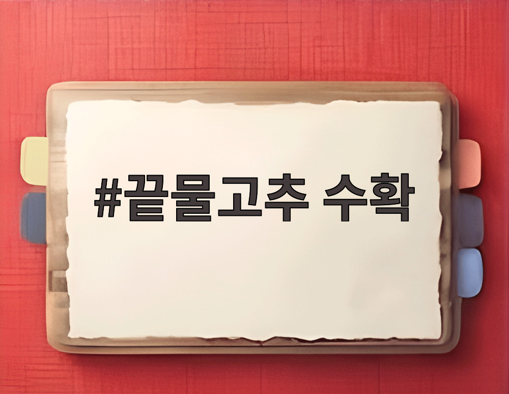 끝물고추 수확