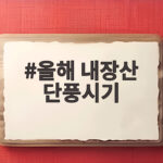 올해 내장산 단풍시기