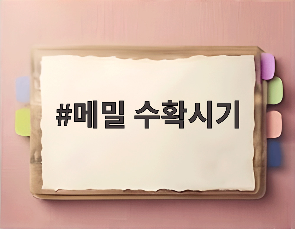메밀 수확시기